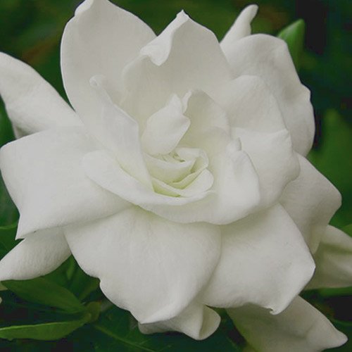 gardenia enfleurage 1