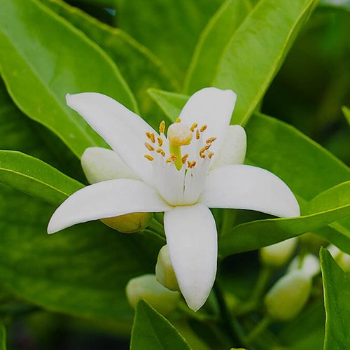 neroli