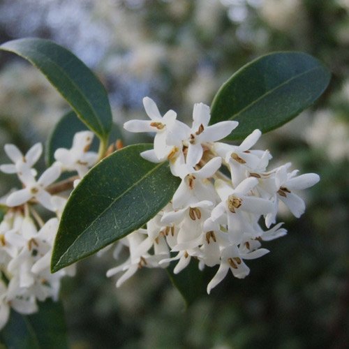 osmanthus 1