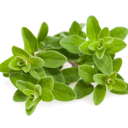 marjoram