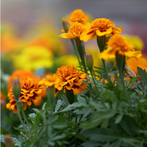 tagetes